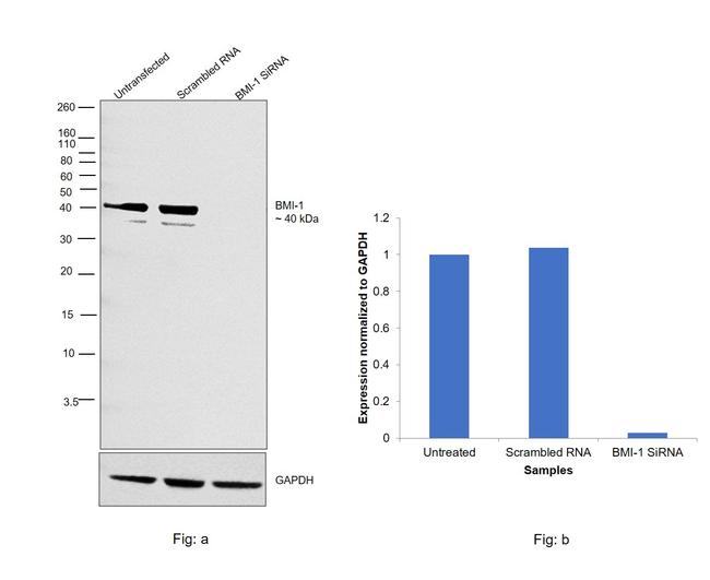 BMI-1 Antibody in Western Blot (WB)