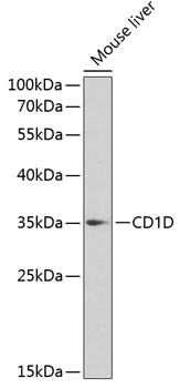 CD1d Antibody in Western Blot (WB)