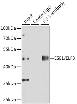 ELF3 Antibody in Immunoprecipitation (IP)