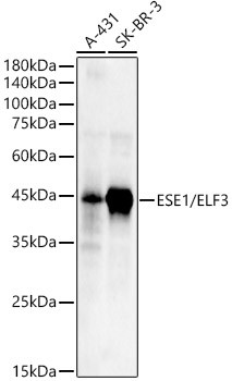 ELF3 Antibody in Western Blot (WB)