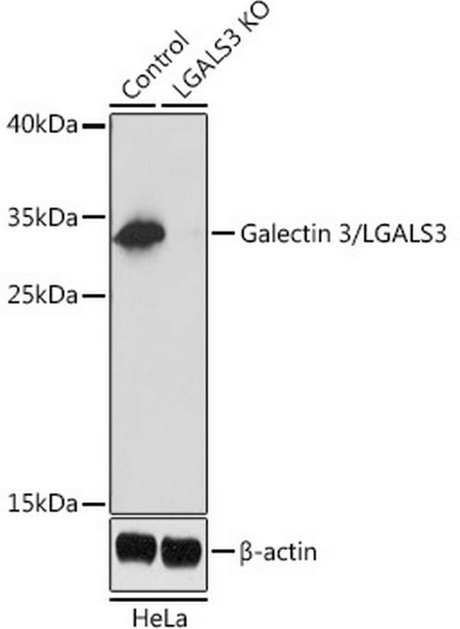 Galectin 3 Antibody