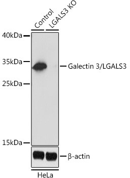 Galectin 3 Antibody in Western Blot (WB)