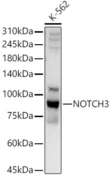 NOTCH3 Antibody in Western Blot (WB)