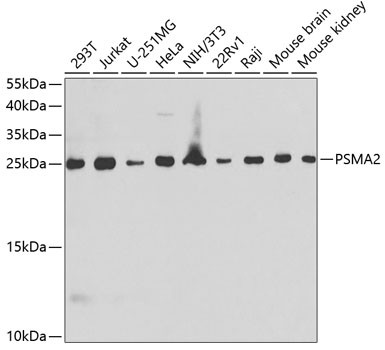 PSMA2 Antibody in Western Blot (WB)