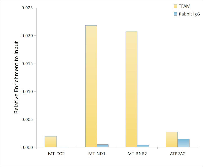 TFAM Antibody in ChIP Assay (ChIP)