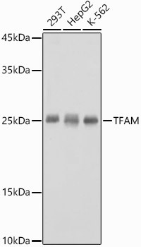 TFAM Antibody in Western Blot (WB)