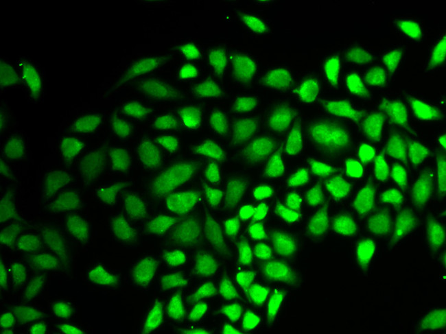 USP7 Antibody in Immunocytochemistry (ICC/IF)