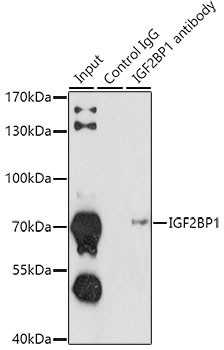 IGF2BP1 Antibody in Immunoprecipitation (IP)