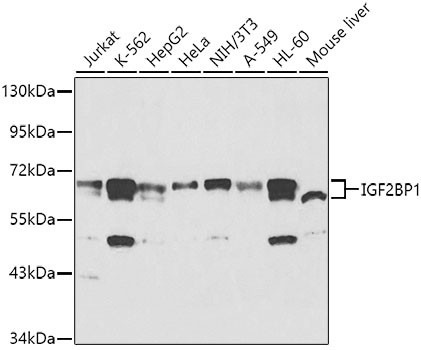 IGF2BP1 Antibody in Western Blot (WB)