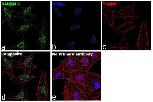 RAD54L2 Antibody in Immunocytochemistry (ICC/IF)