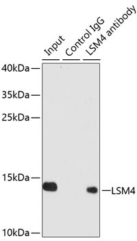 LSM4 Antibody in Immunoprecipitation (IP)