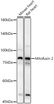 MFN2 Antibody in Western Blot (WB)