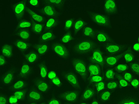 POLR2J Antibody in Immunocytochemistry (ICC/IF)