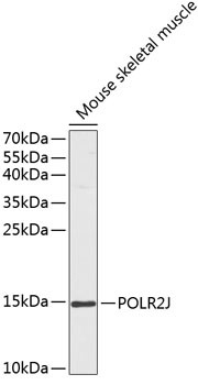 POLR2J Antibody in Western Blot (WB)