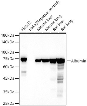 Albumin Antibody in Western Blot (WB)