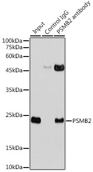 PSMB2 Antibody in Immunoprecipitation (IP)