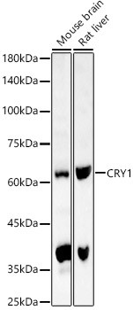 CRY1 Antibody in Western Blot (WB)