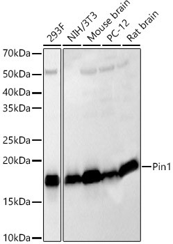 PIN1 Antibody in Western Blot (WB)