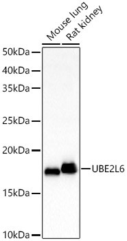 UBE2L6 Antibody in Western Blot (WB)