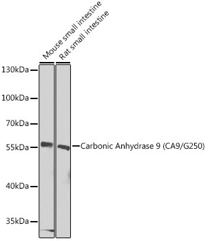 Carbonic Anhydrase IX Antibody in Western Blot (WB)