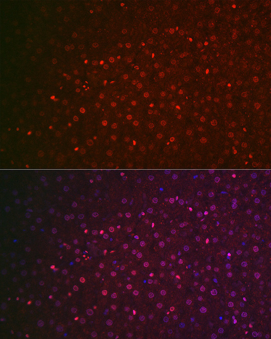 NR5A2 Antibody in Immunocytochemistry (ICC/IF)