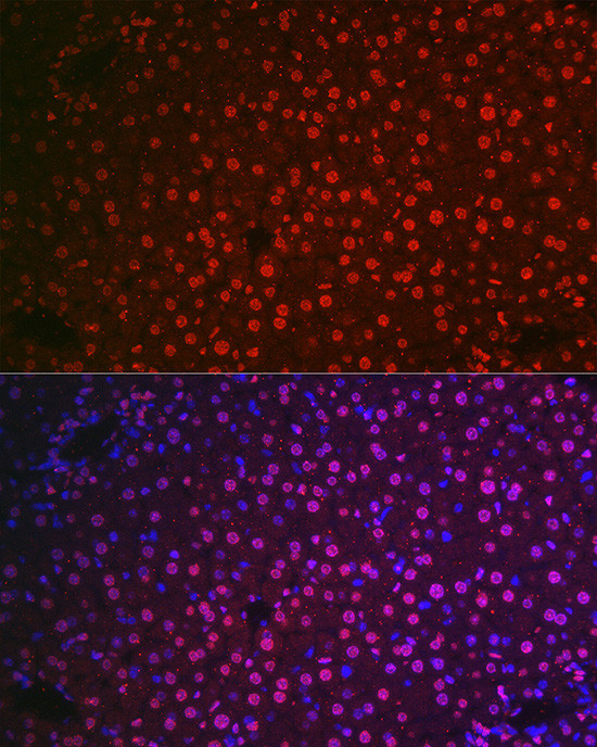 NR5A2 Antibody in Immunocytochemistry (ICC/IF)