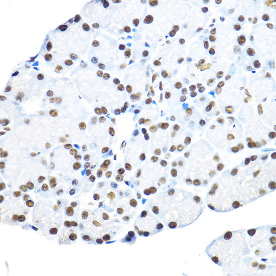 NR5A2 Antibody in Immunohistochemistry (Paraffin) (IHC (P))