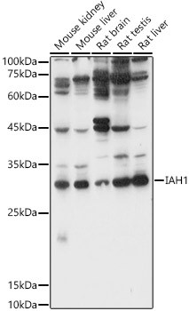 IAH1 Antibody in Western Blot (WB)