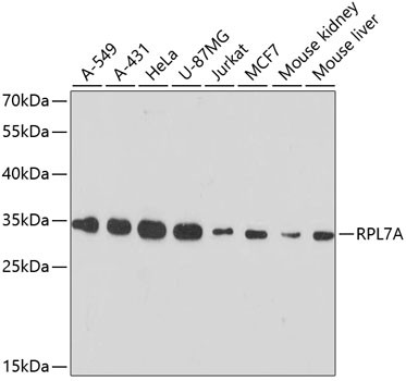 RPL7A Antibody in Western Blot (WB)