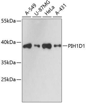 PIH1D1 Antibody in Western Blot (WB)