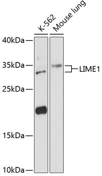 LIME Antibody in Western Blot (WB)