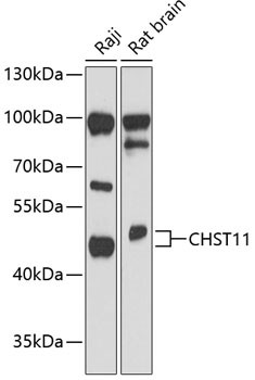 CHST11 Antibody in Western Blot (WB)