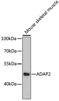 Centaurin alpha-2 Antibody in Western Blot (WB)