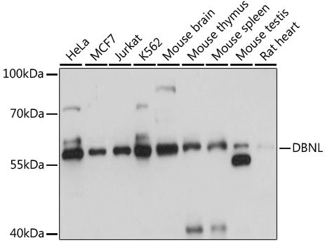 HIP55 Antibody in Western Blot (WB)