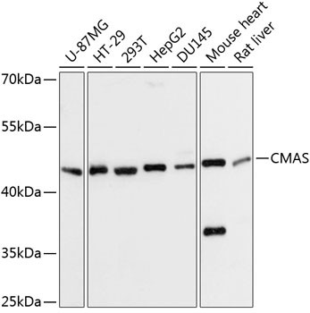 CMAS Antibody in Western Blot (WB)