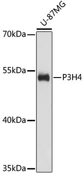 SC65 Antibody in Western Blot (WB)