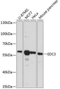 EDC3 Antibody in Western Blot (WB)