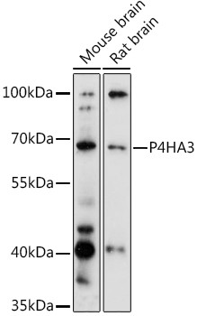 P4HA3 Antibody in Western Blot (WB)