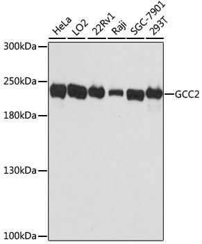 GCC2 Antibody in Western Blot (WB)