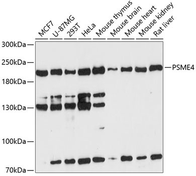 PSME4 Antibody in Western Blot (WB)