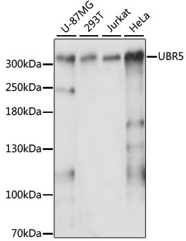 HYD Antibody in Western Blot (WB)