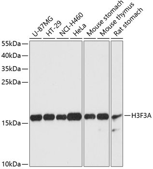 Histone H3.3 Antibody in Western Blot (WB)