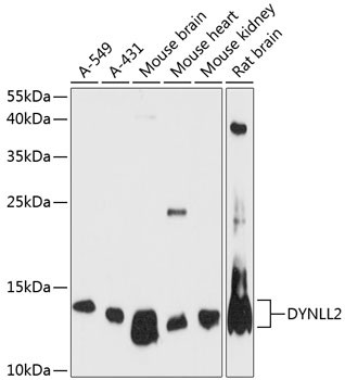 Dynein Antibody in Western Blot (WB)