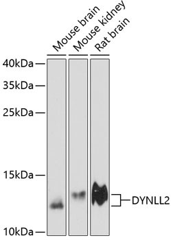 Dynein Antibody in Western Blot (WB)