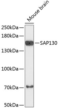 SAP130 Antibody in Western Blot (WB)