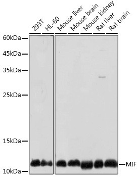 MIF Antibody in Western Blot (WB)