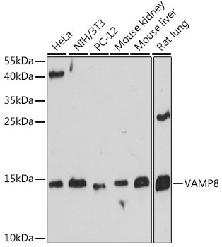 VAMP8 Antibody in Western Blot (WB)