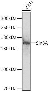 SIN3A Antibody in Western Blot (WB)