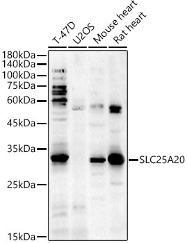 SLC25A20 Antibody in Western Blot (WB)