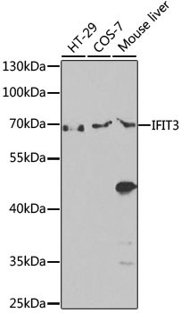 IFIT3 Antibody in Western Blot (WB)